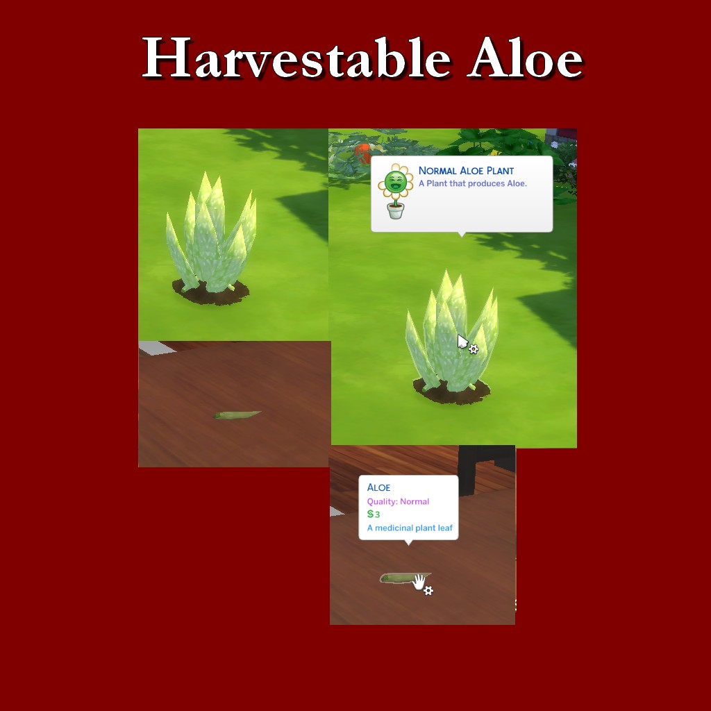 HarvestableAloe.jpg