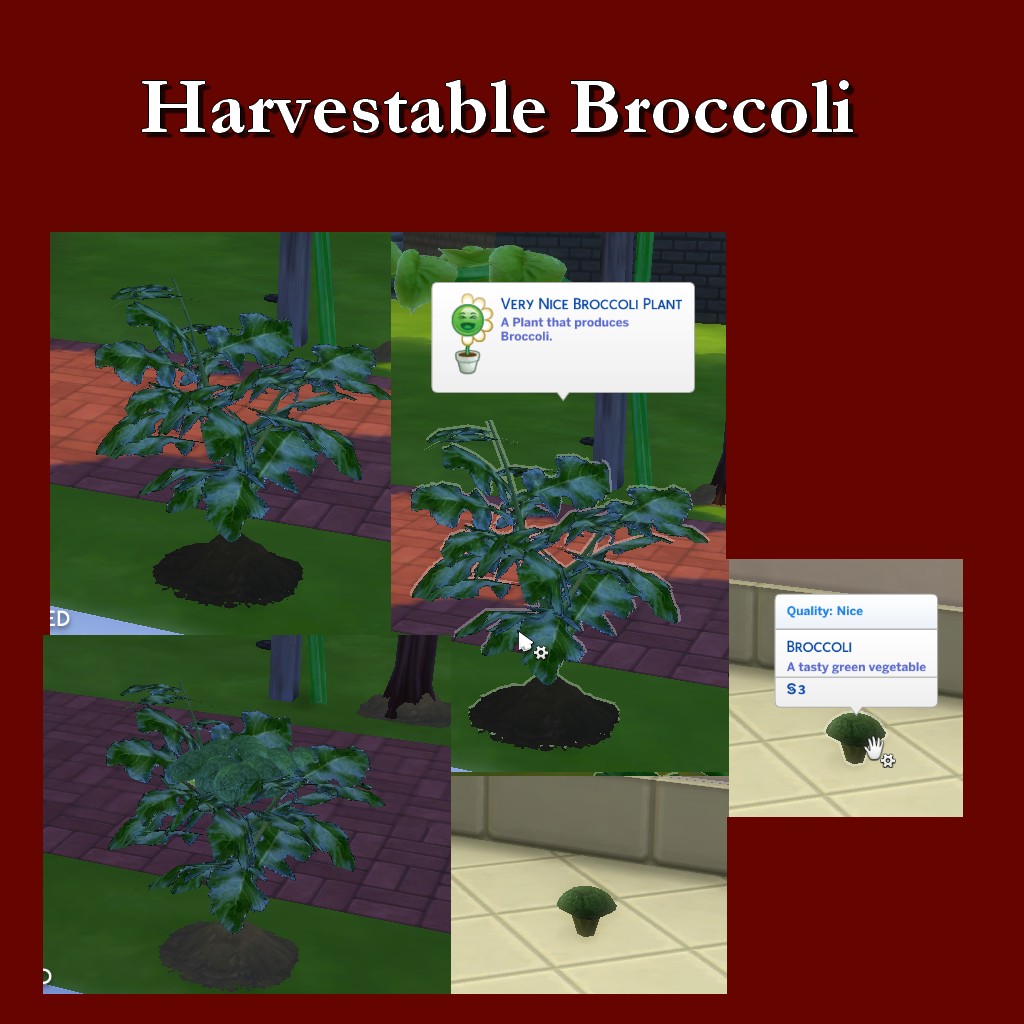 HarvestableBroccoli.jpg