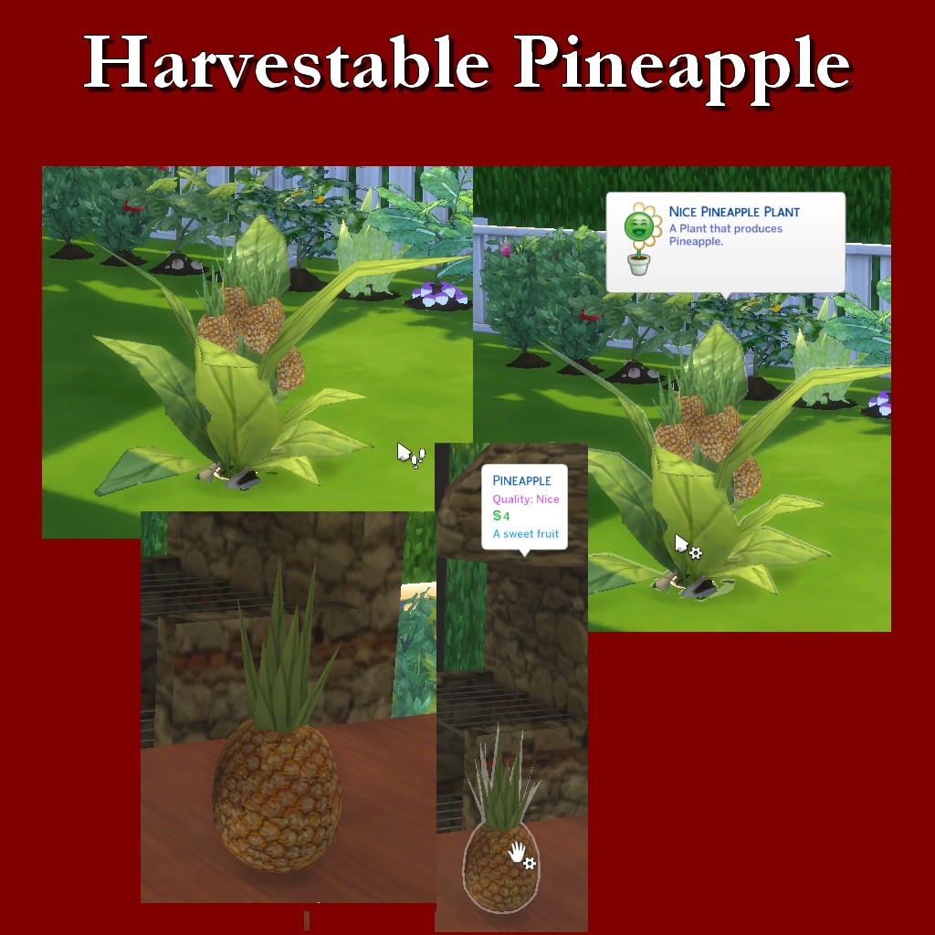 HarvestablePineapple.jpg