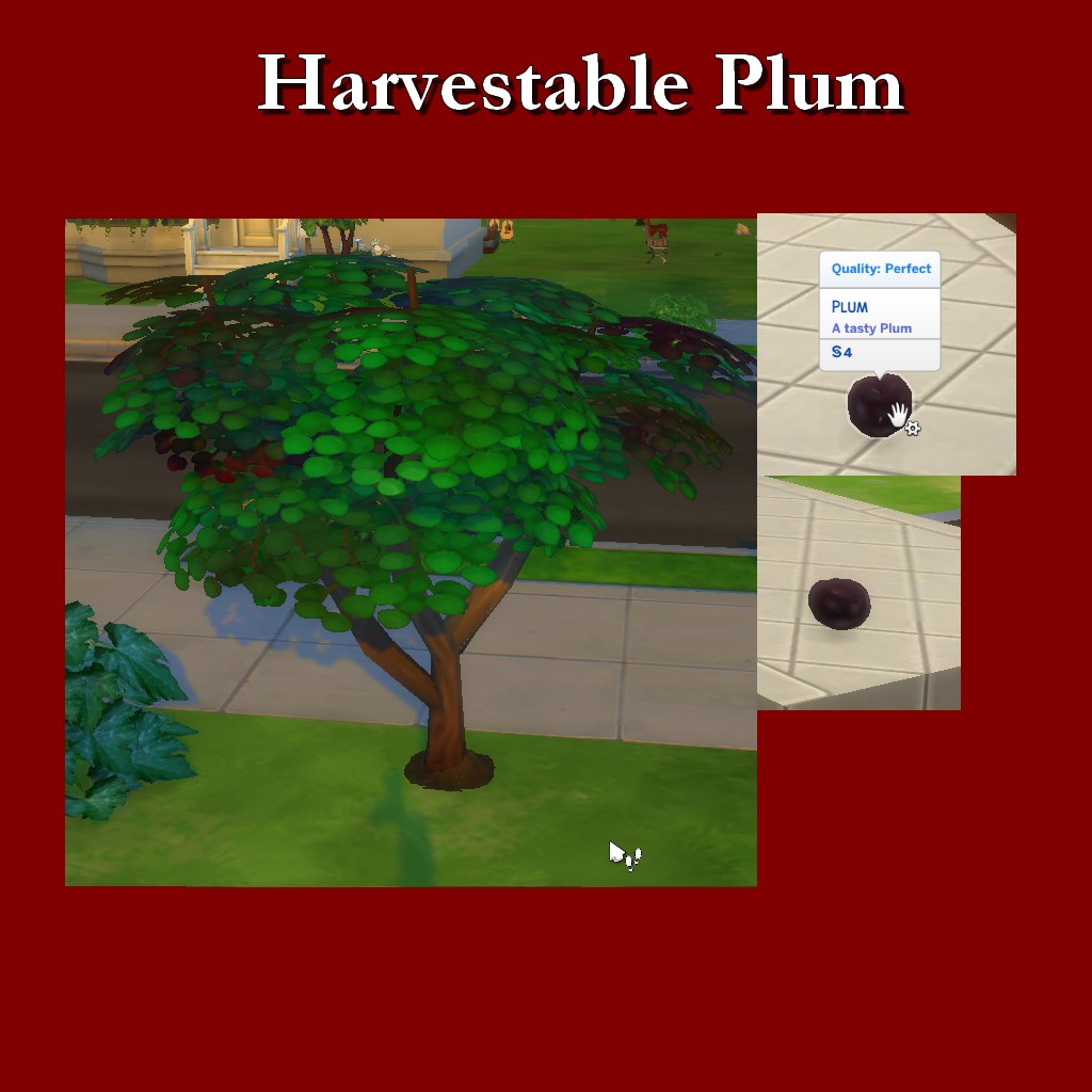 HarvestablePlum.jpg